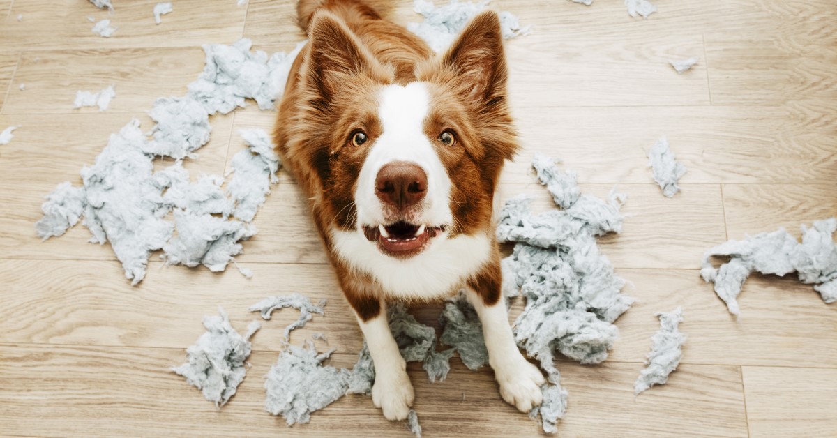 Ask Dr. Jenn: How Do I Train my Covid Puppy to be Alone?